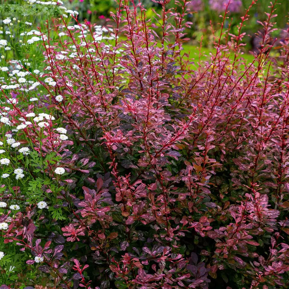 Fast Growing Trees Rose Glow Barberry Shrub 6 Fast Growing Trees Rose Glow Barberry Shrub
