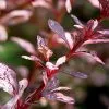 Fast Growing Trees Rose Glow Barberry Shrub 2 Fast Growing Trees Rose Glow Barberry Shrub