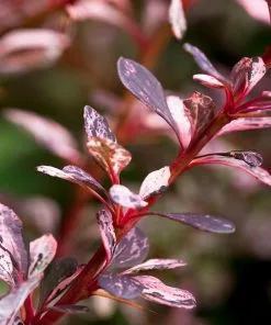 Fast Growing Trees Rose Glow Barberry Shrub