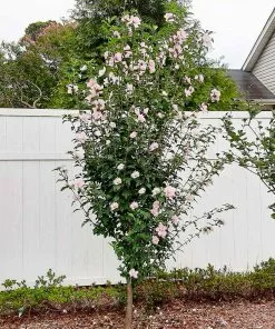Fast Growing Trees See All Flowering Trees Pink Rose Of Sharon Althea Tree