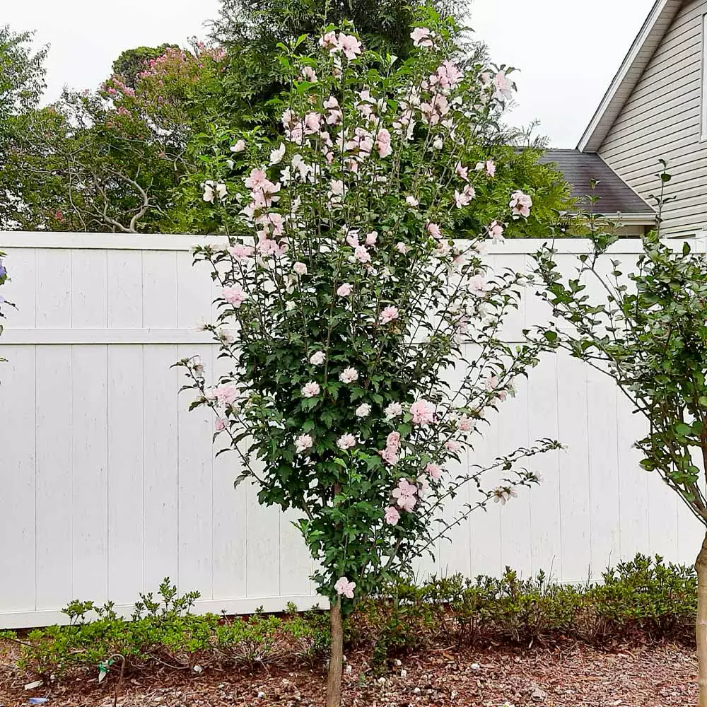 Fast Growing Trees See All Flowering Trees Pink Rose Of Sharon Althea Tree 4 Fast Growing Trees See All Flowering Trees Pink Rose Of Sharon Althea Tree