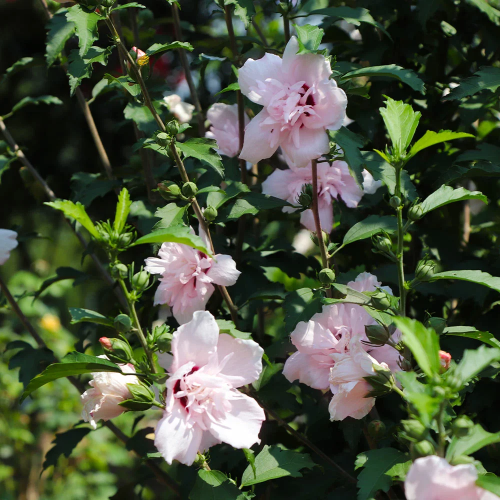 Fast Growing Trees See All Flowering Trees Pink Rose Of Sharon Althea Tree 5 Fast Growing Trees See All Flowering Trees Pink Rose Of Sharon Althea Tree