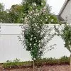 Fast Growing Trees See All Flowering Trees Pink Rose Of Sharon Althea Tree 1 Fast Growing Trees See All Flowering Trees Pink Rose Of Sharon Althea Tree