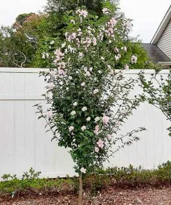 Fast Growing Trees See All Flowering Trees Pink Rose Of Sharon Althea Tree
