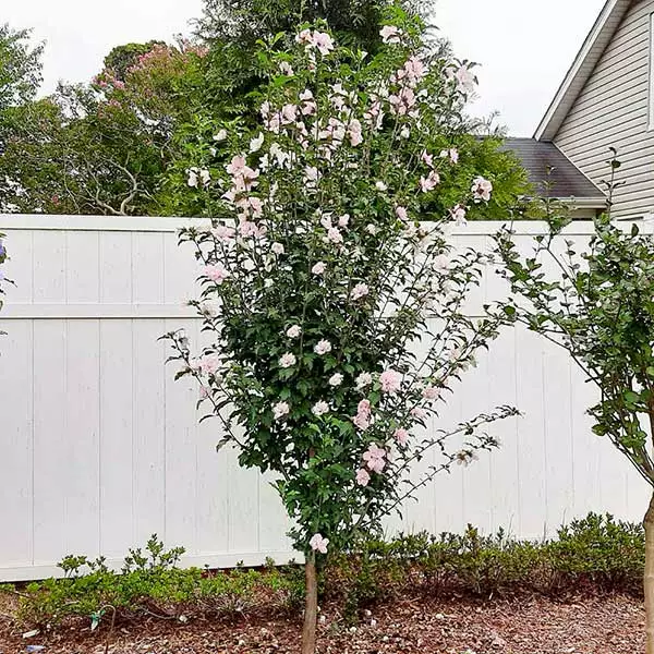 Fast Growing Trees See All Flowering Trees Pink Rose Of Sharon Althea Tree 3 Fast Growing Trees See All Flowering Trees Pink Rose Of Sharon Althea Tree