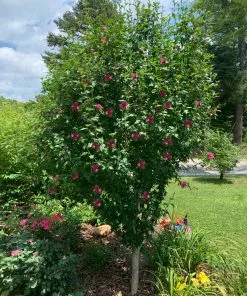 Fast Growing Trees Red Rose Of Sharon Althea Tree Red Flowers