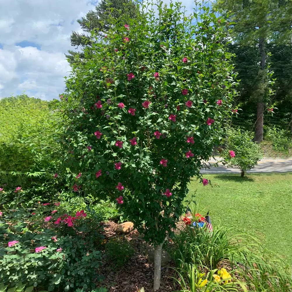 Fast Growing Trees Red Rose Of Sharon Althea Tree Red Flowers 4 Fast Growing Trees Red Rose Of Sharon Althea Tree Red Flowers
