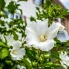 Fast Growing Trees White Rose Of Sharon Althea Tree White Flowers 1 Fast Growing Trees White Rose Of Sharon Althea Tree White Flowers