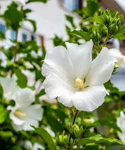 Fast Growing Trees White Rose Of Sharon Althea Tree White Flowers