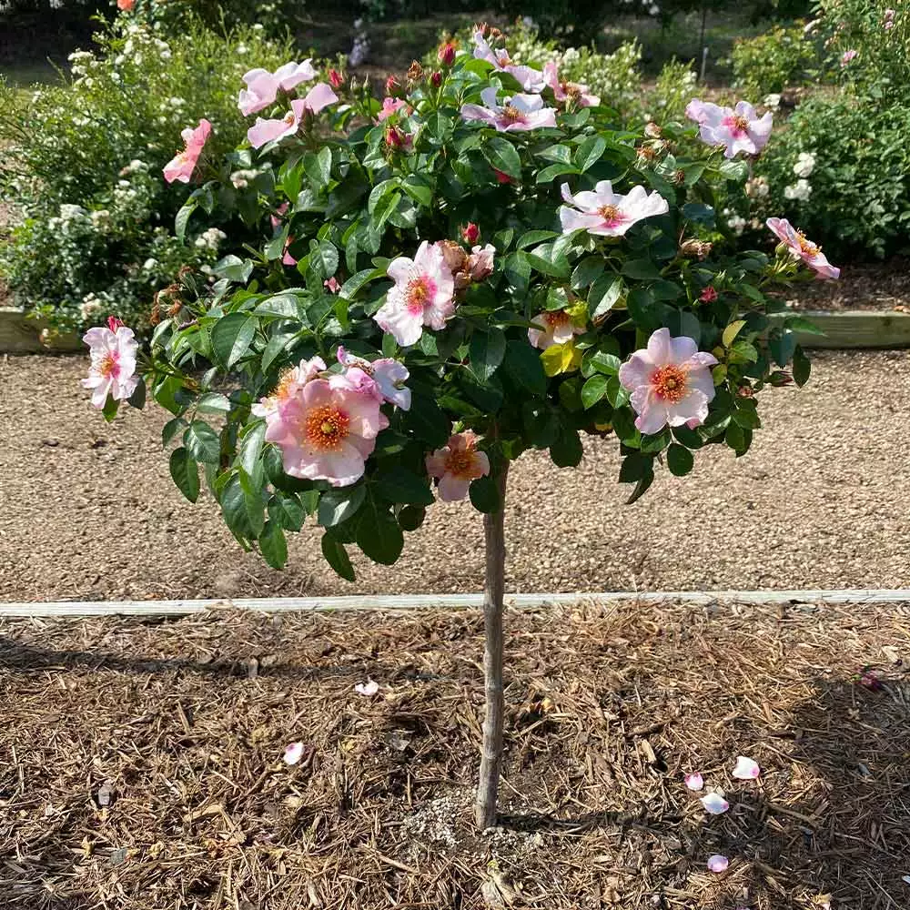 Fast Growing Trees Rose Trees Raspberry Kiss™ Rose Tree 4 Fast Growing Trees Rose Trees Raspberry Kiss™ Rose Tree