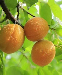 Fast Growing Trees See All Fruit Trees Late Ross Peach Tree