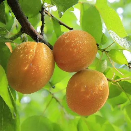 Fast Growing Trees See All Fruit Trees Late Ross Peach Tree 4 Fast Growing Trees See All Fruit Trees Late Ross Peach Tree