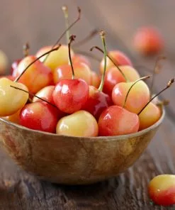 Fast Growing Trees Cherry Trees Royal Ann Cherry Tree 8 Fast Growing Trees Cherry Trees Royal Ann Cherry Tree