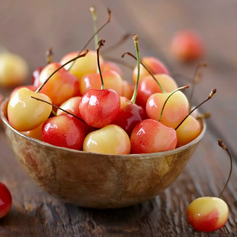 Fast Growing Trees Cherry Trees Royal Ann Cherry Tree 5 Fast Growing Trees Cherry Trees Royal Ann Cherry Tree