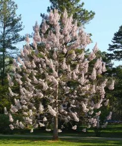 Fast Growing Trees Purple Flowers Royal Empress Tree 12 Fast Growing Trees Purple Flowers Royal Empress Tree