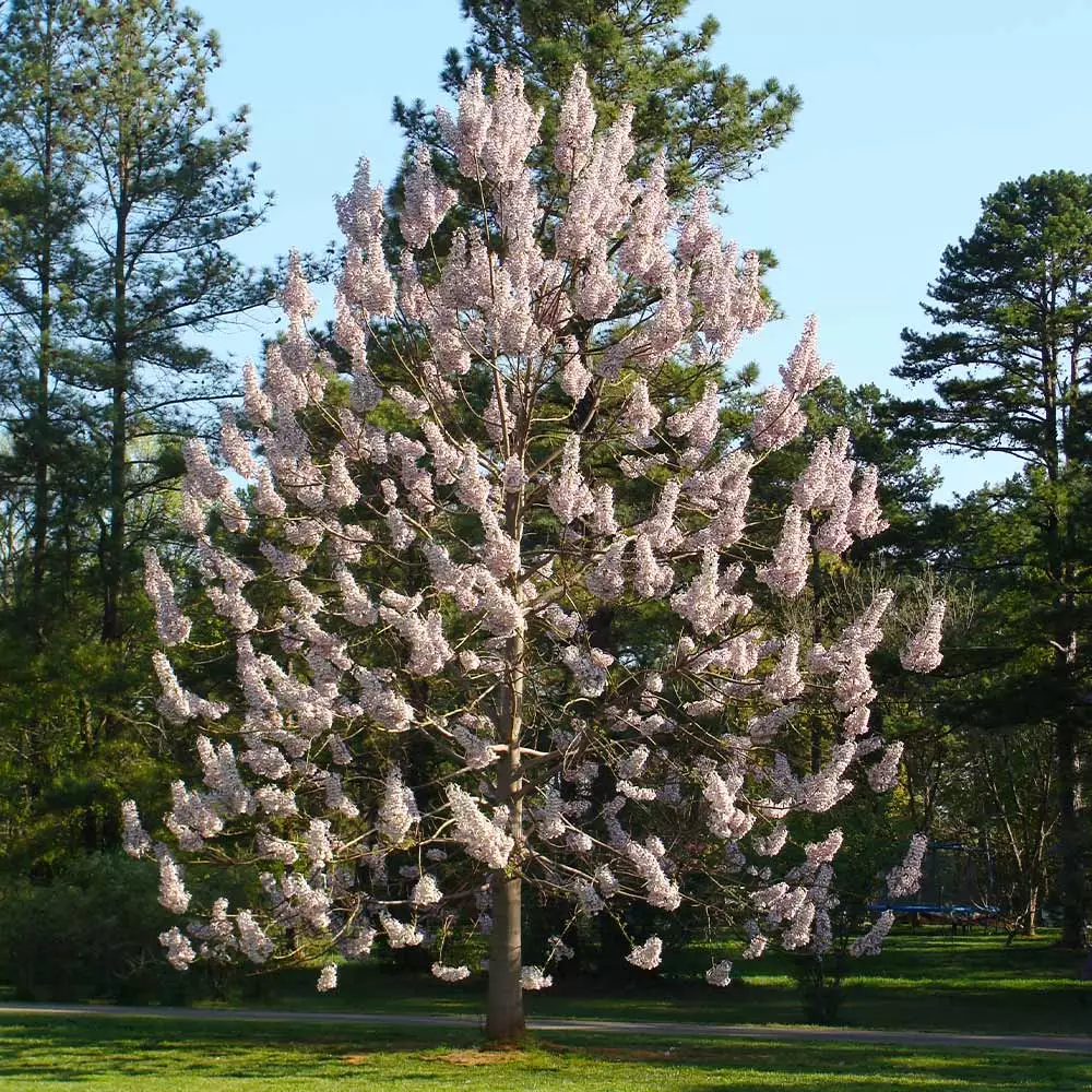 Fast Growing Trees Purple Flowers Royal Empress Tree 6 Fast Growing Trees Purple Flowers Royal Empress Tree