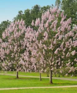 Fast Growing Trees Purple Flowers Royal Empress Tree 10 Fast Growing Trees Purple Flowers Royal Empress Tree