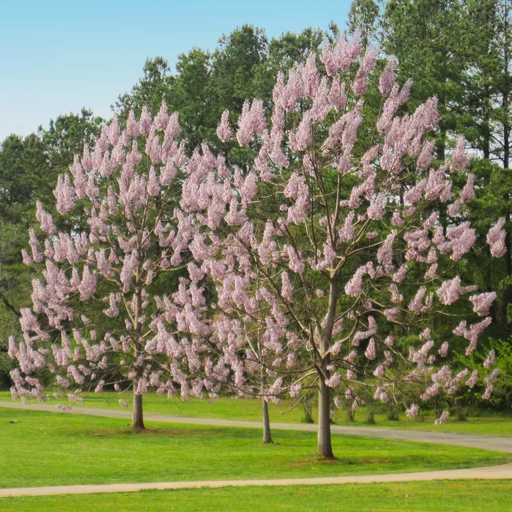 Fast Growing Trees Purple Flowers Royal Empress Tree 4 Fast Growing Trees Purple Flowers Royal Empress Tree