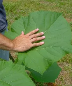 Fast Growing Trees Purple Flowers Royal Empress Tree 13 Fast Growing Trees Purple Flowers Royal Empress Tree