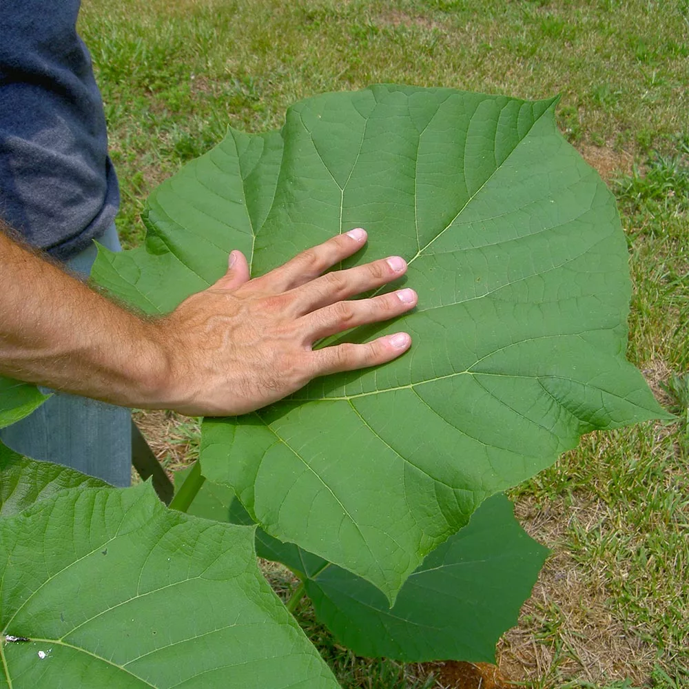 Fast Growing Trees Purple Flowers Royal Empress Tree 7 Fast Growing Trees Purple Flowers Royal Empress Tree