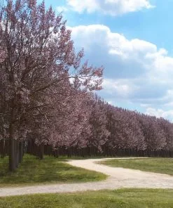 Fast Growing Trees Purple Flowers Royal Empress Tree 15 Fast Growing Trees Purple Flowers Royal Empress Tree