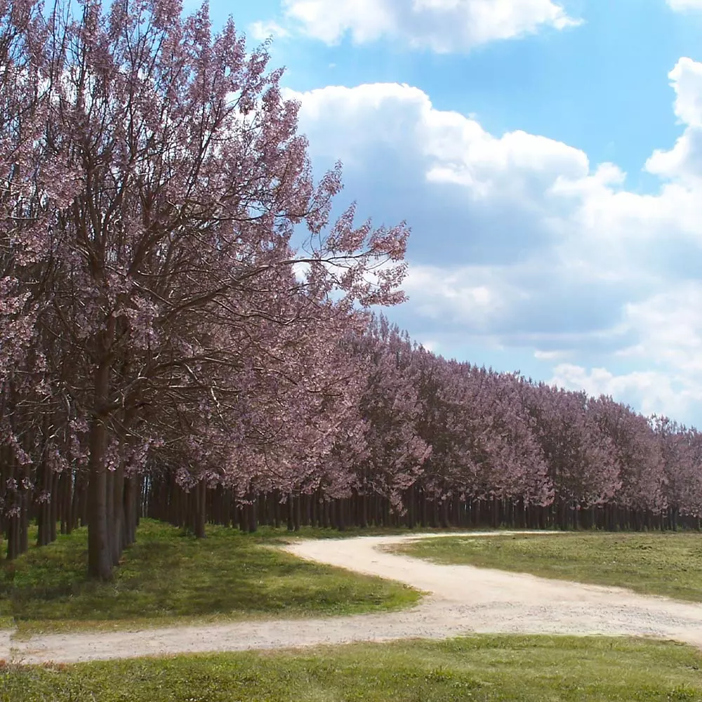 Fast Growing Trees Purple Flowers Royal Empress Tree 9 Fast Growing Trees Purple Flowers Royal Empress Tree