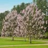 Fast Growing Trees Purple Flowers Royal Empress Tree