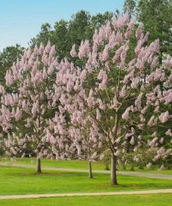 Fast Growing Trees Purple Flowers Royal Empress Tree