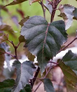 Fast Growing Trees Royal Frost® Birch Tree Birch Trees 8 Fast Growing Trees Royal Frost® Birch Tree Birch Trees