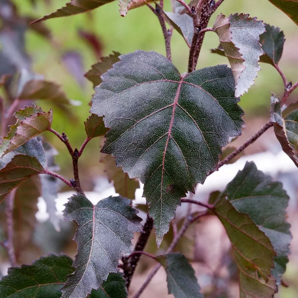 Fast Growing Trees Royal Frost® Birch Tree Birch Trees 5 Fast Growing Trees Royal Frost® Birch Tree Birch Trees
