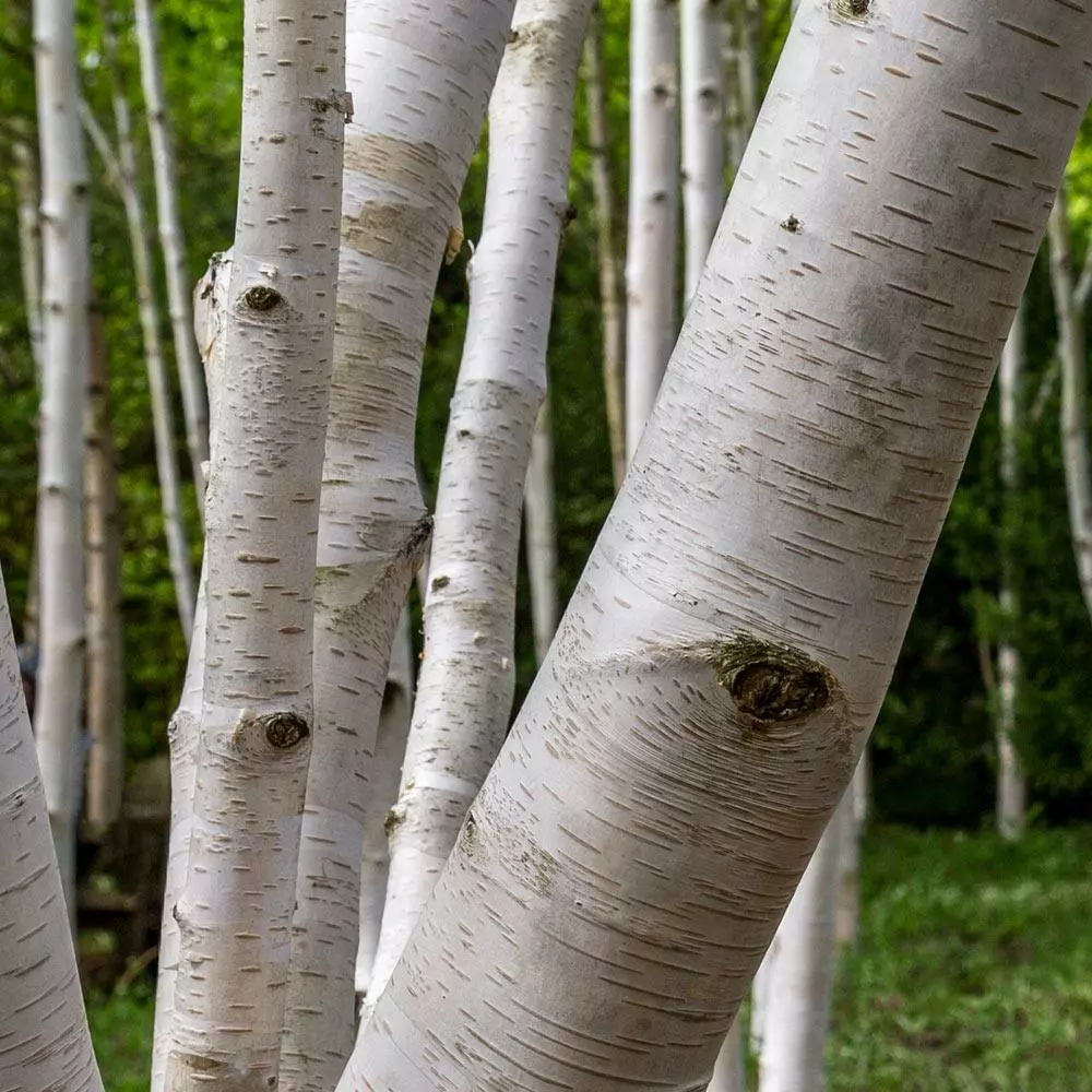 Fast Growing Trees Royal Frost® Birch Tree Birch Trees 6 Fast Growing Trees Royal Frost® Birch Tree Birch Trees