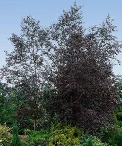 Fast Growing Trees Royal Frost® Birch Tree Birch Trees