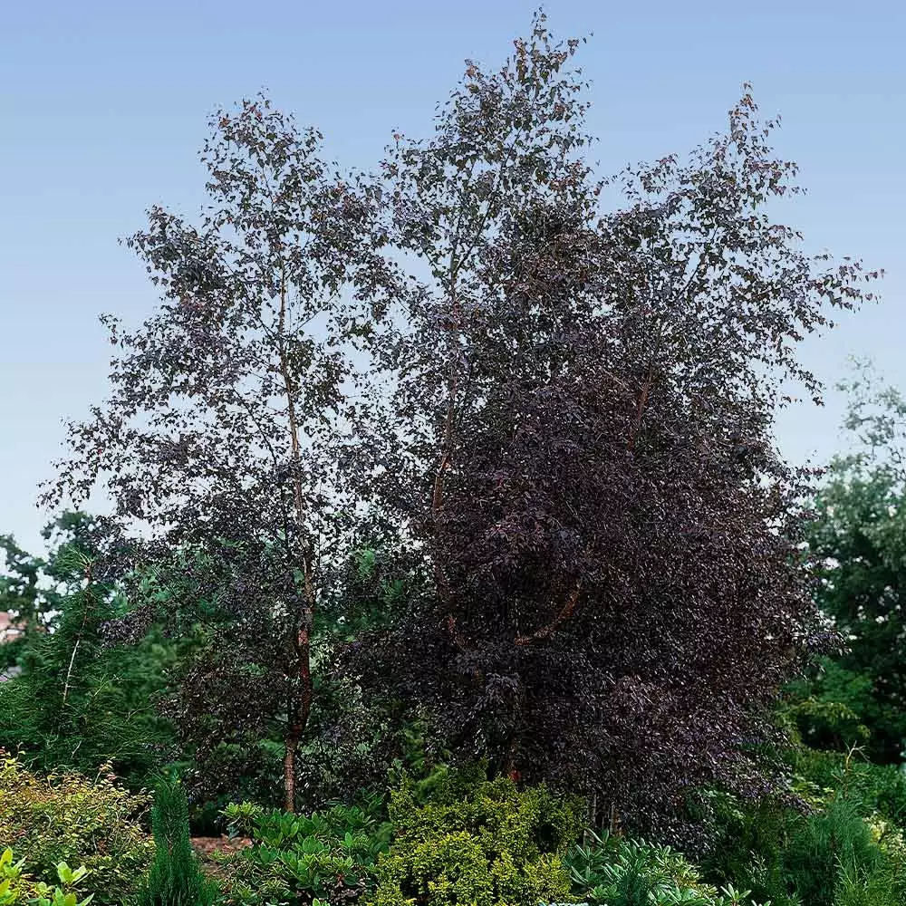 Fast Growing Trees Royal Frost® Birch Tree Birch Trees 4 Fast Growing Trees Royal Frost® Birch Tree Birch Trees