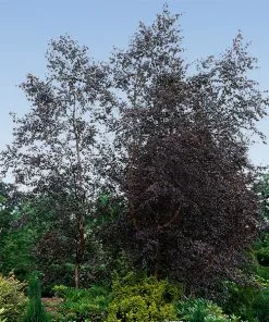 Fast Growing Trees Royal Frost® Birch Tree Birch Trees