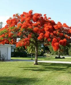 Fast Growing Trees Red Flowers Royal Poinciana Tree 9 Fast Growing Trees Red Flowers Royal Poinciana Tree