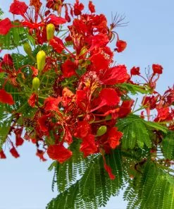 Fast Growing Trees Red Flowers Royal Poinciana Tree 8 Fast Growing Trees Red Flowers Royal Poinciana Tree