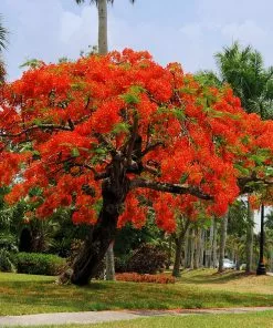 Fast Growing Trees Red Flowers Royal Poinciana Tree