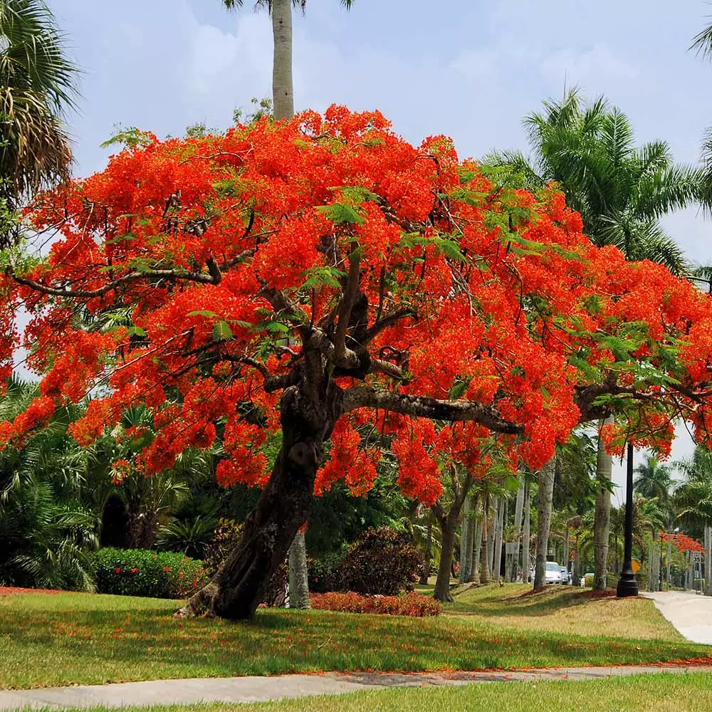 Fast Growing Trees Red Flowers Royal Poinciana Tree 4 Fast Growing Trees Red Flowers Royal Poinciana Tree