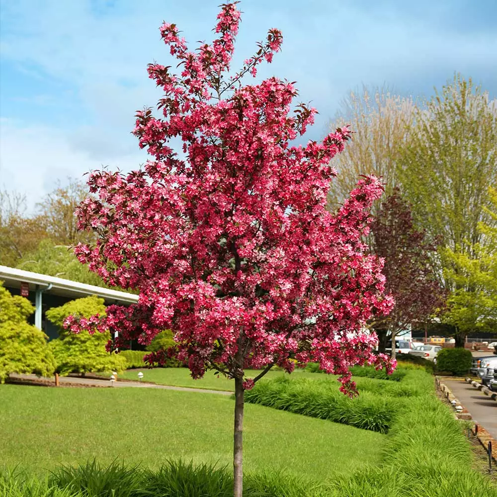 Fast Growing Trees Royal Raindrops® Crabapple Tree Crabapple Trees 4 Fast Growing Trees Royal Raindrops® Crabapple Tree Crabapple Trees