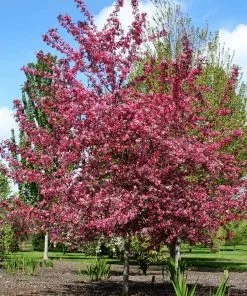 Fast Growing Trees Royal Raindrops® Crabapple Tree Crabapple Trees 11 Fast Growing Trees Royal Raindrops® Crabapple Tree Crabapple Trees