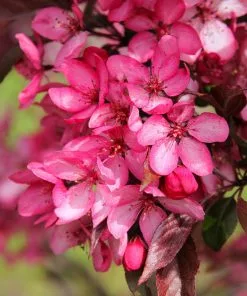 Fast Growing Trees Royal Raindrops® Crabapple Tree Crabapple Trees 12 Fast Growing Trees Royal Raindrops® Crabapple Tree Crabapple Trees