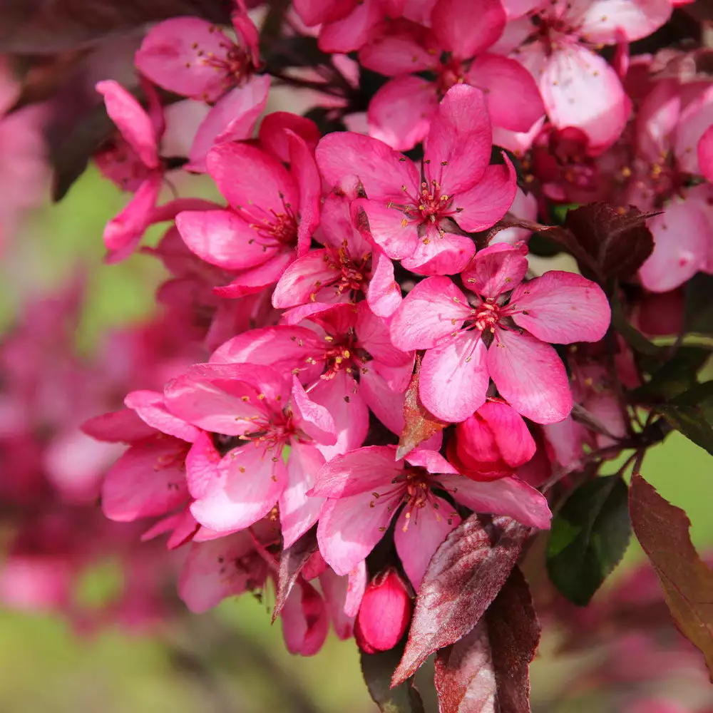 Fast Growing Trees Royal Raindrops® Crabapple Tree Crabapple Trees 7 Fast Growing Trees Royal Raindrops® Crabapple Tree Crabapple Trees