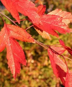 Fast Growing Trees Royal Raindrops® Crabapple Tree Crabapple Trees 13 Fast Growing Trees Royal Raindrops® Crabapple Tree Crabapple Trees