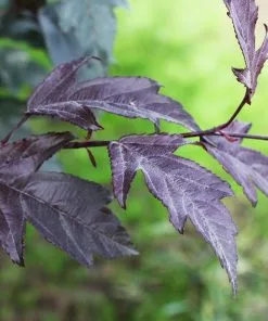 Fast Growing Trees Royal Raindrops® Crabapple Tree Crabapple Trees 10 Fast Growing Trees Royal Raindrops® Crabapple Tree Crabapple Trees