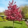 Fast Growing Trees Royal Raindrops® Crabapple Tree Crabapple Trees 2 Fast Growing Trees Royal Raindrops® Crabapple Tree Crabapple Trees