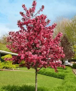 Fast Growing Trees Royal Raindrops® Crabapple Tree Crabapple Trees