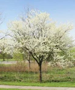 Fast Growing Trees Redbud Trees Royal White Redbud Tree 9 Fast Growing Trees Redbud Trees Royal White Redbud Tree