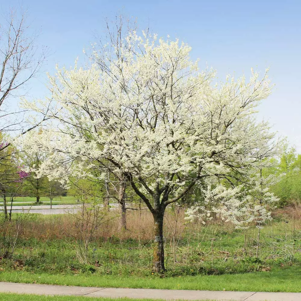 Fast Growing Trees Redbud Trees Royal White Redbud Tree 5 Fast Growing Trees Redbud Trees Royal White Redbud Tree