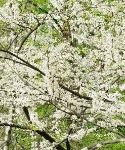 Fast Growing Trees Redbud Trees Royal White Redbud Tree 10 Fast Growing Trees Redbud Trees Royal White Redbud Tree