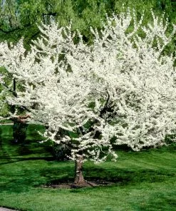 Fast Growing Trees Redbud Trees Royal White Redbud Tree